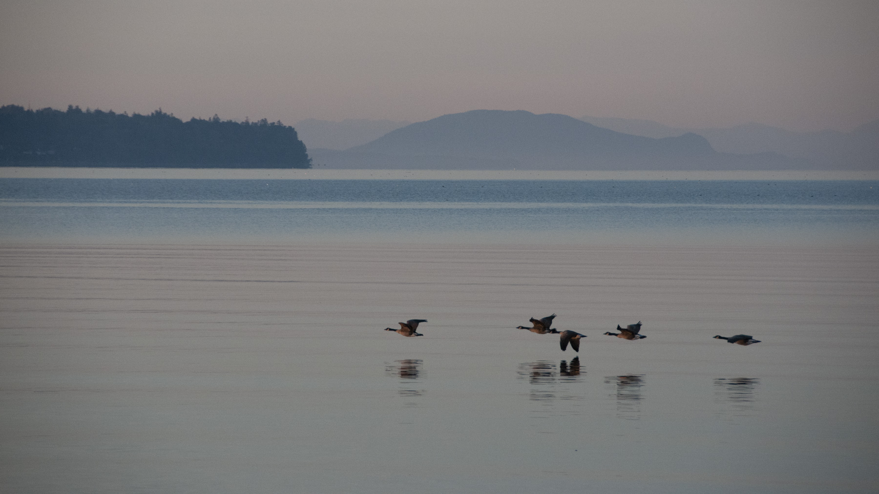 Canadian geese flying over a lake at first light