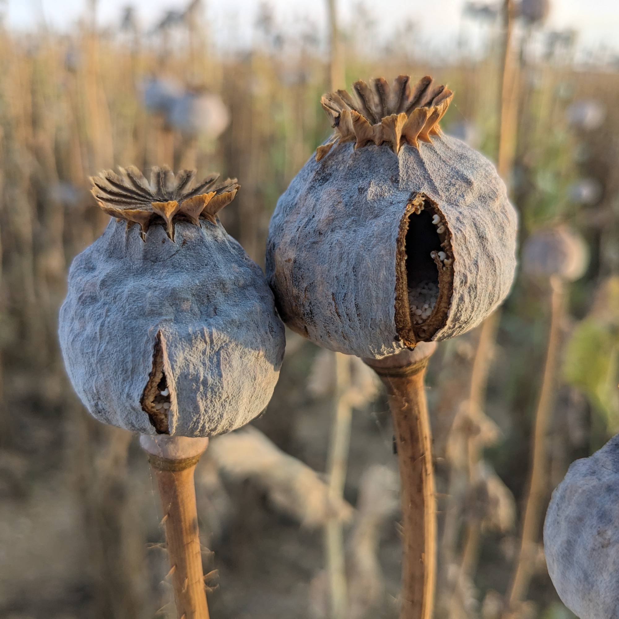 Dried poppy seed heads on plants