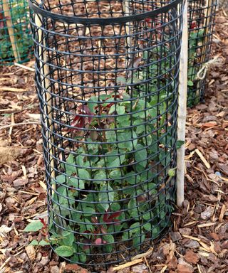 roses protected by mesh cage and mulch