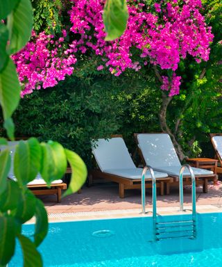 pink flowers over swimming pool