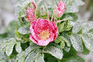 Snowy rose bush with flower and buds winter first snow