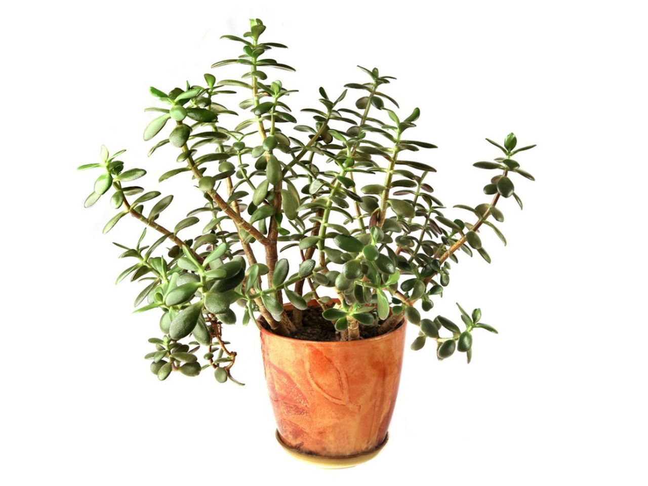 Potted Leggy Jade Plant