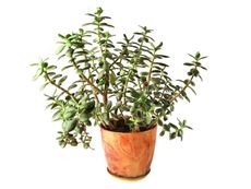 Potted Leggy Jade Plant