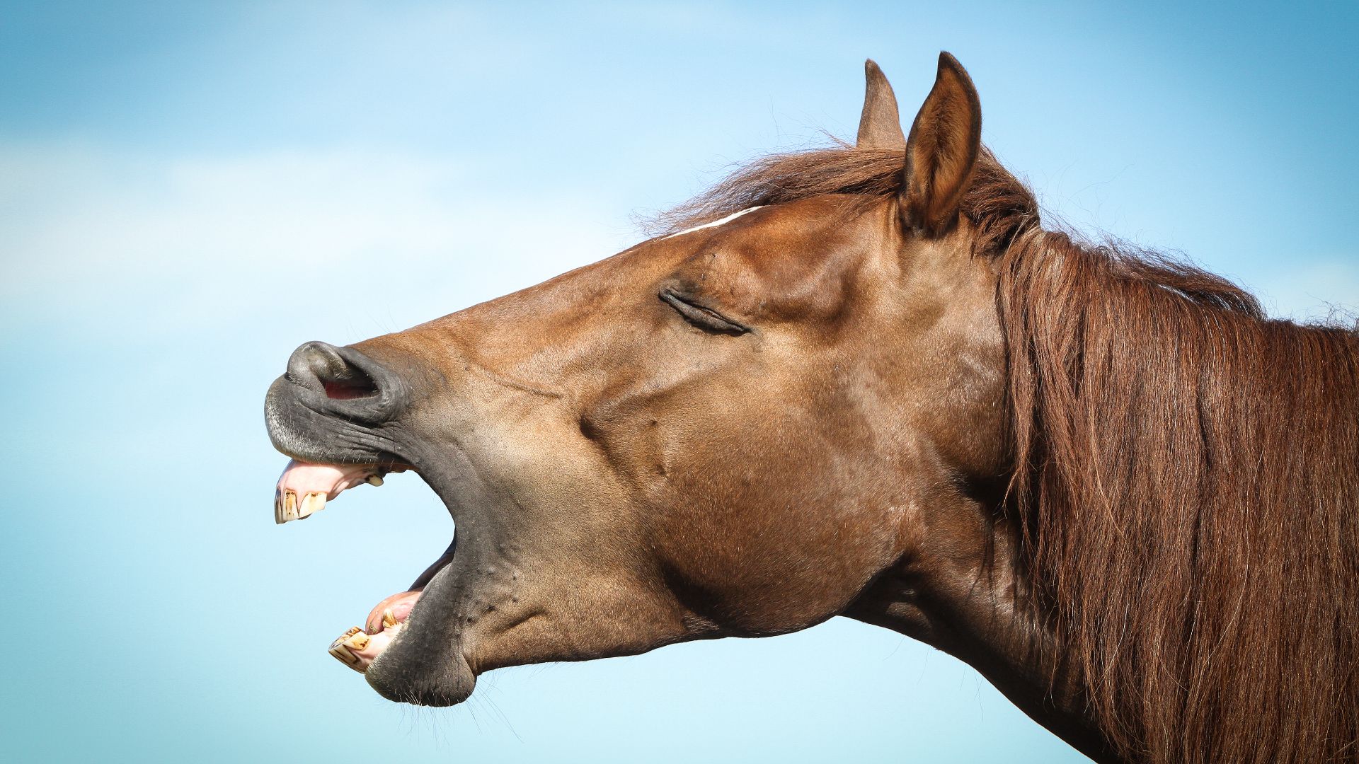 side profile of brown horse laughing