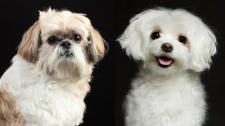 Shih tzu vs Maltese dog portraits on a black background