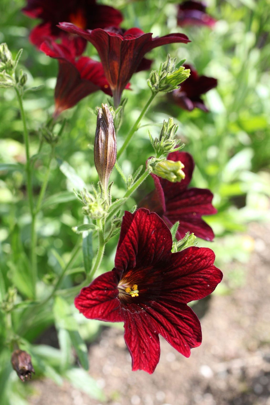 Red Salpiglossis Flowers