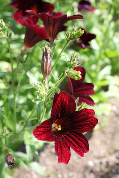 Red Salpiglossis Flowers
