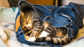 Cat sleeping in pair of blue jeans on bed