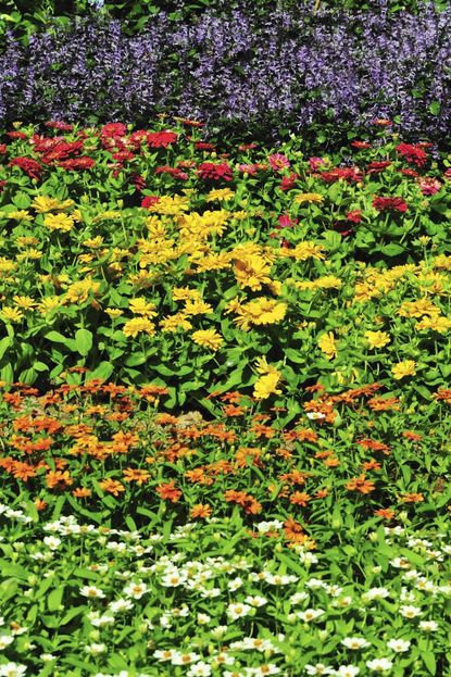Rows Of Colorful Flowers