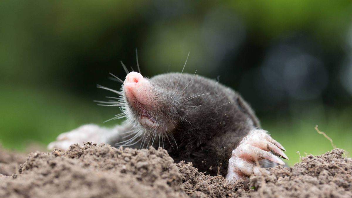 Differences Between Moles and Voles – How to Identify Them and Manage Their Mischief