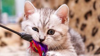 Kitten chewing wand