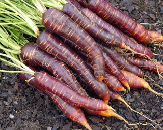 Purple Haze carrots recently harvested on the plot