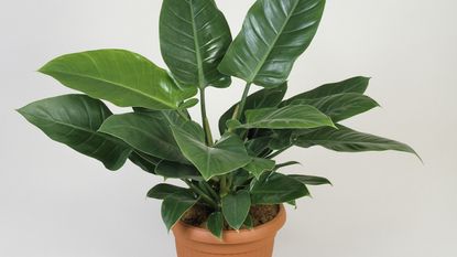 Philodendron Emerald Red in pot