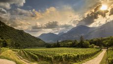Ferrari-Trento-vineyards_Maso-Pianizza-920x518.jpeg