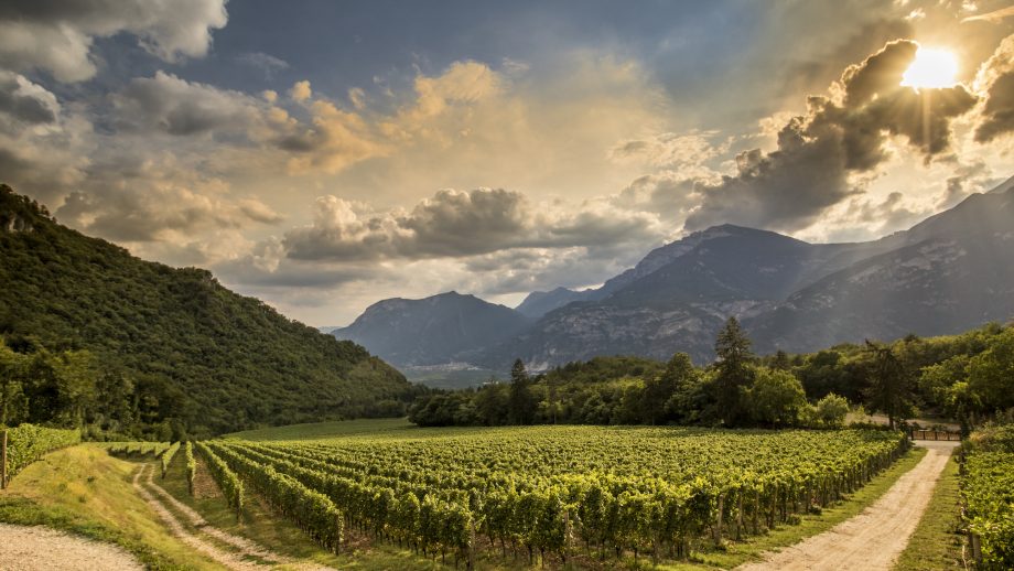 Ferrari-Trento-vineyards_Maso-Pianizza-920x518.jpeg