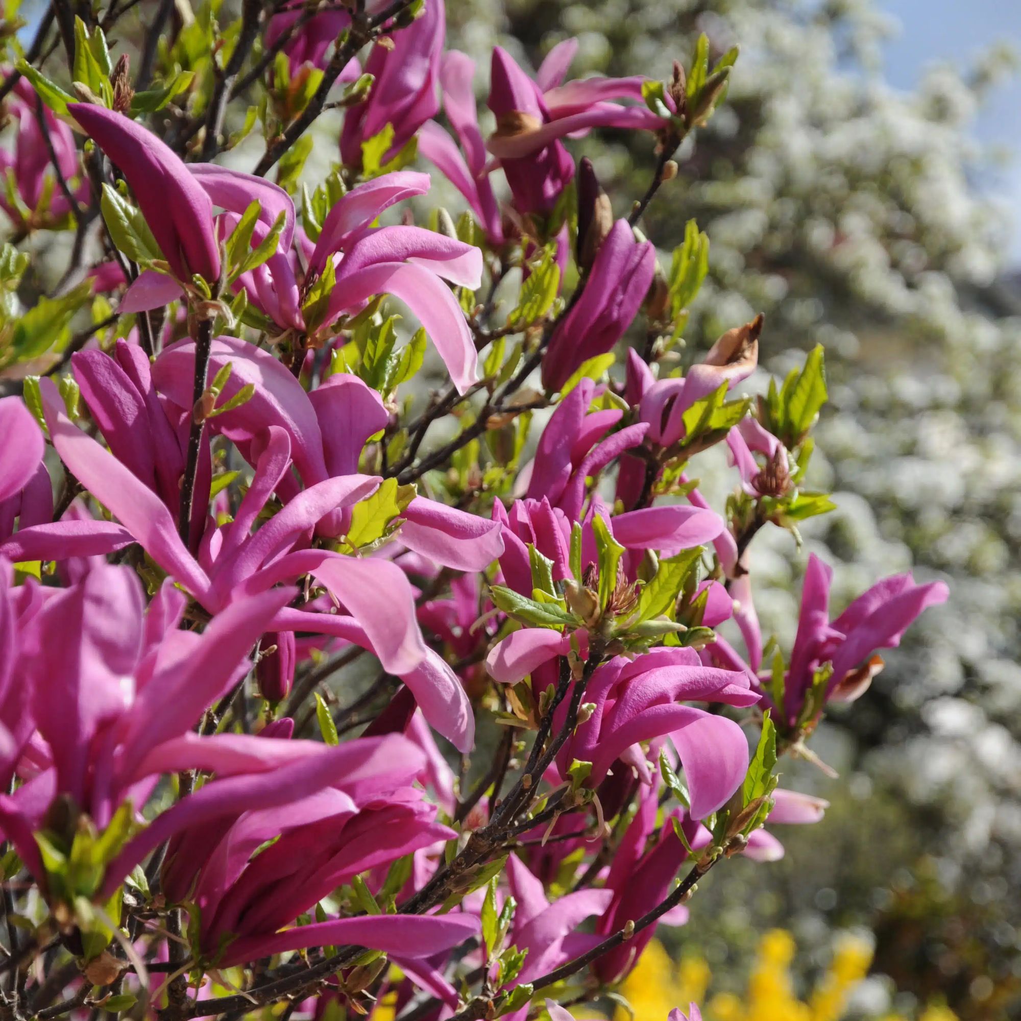 Magnolia tree available to purchase