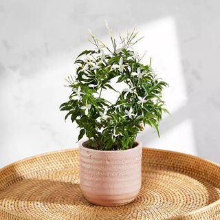 Circular jasmine plant in pink pot