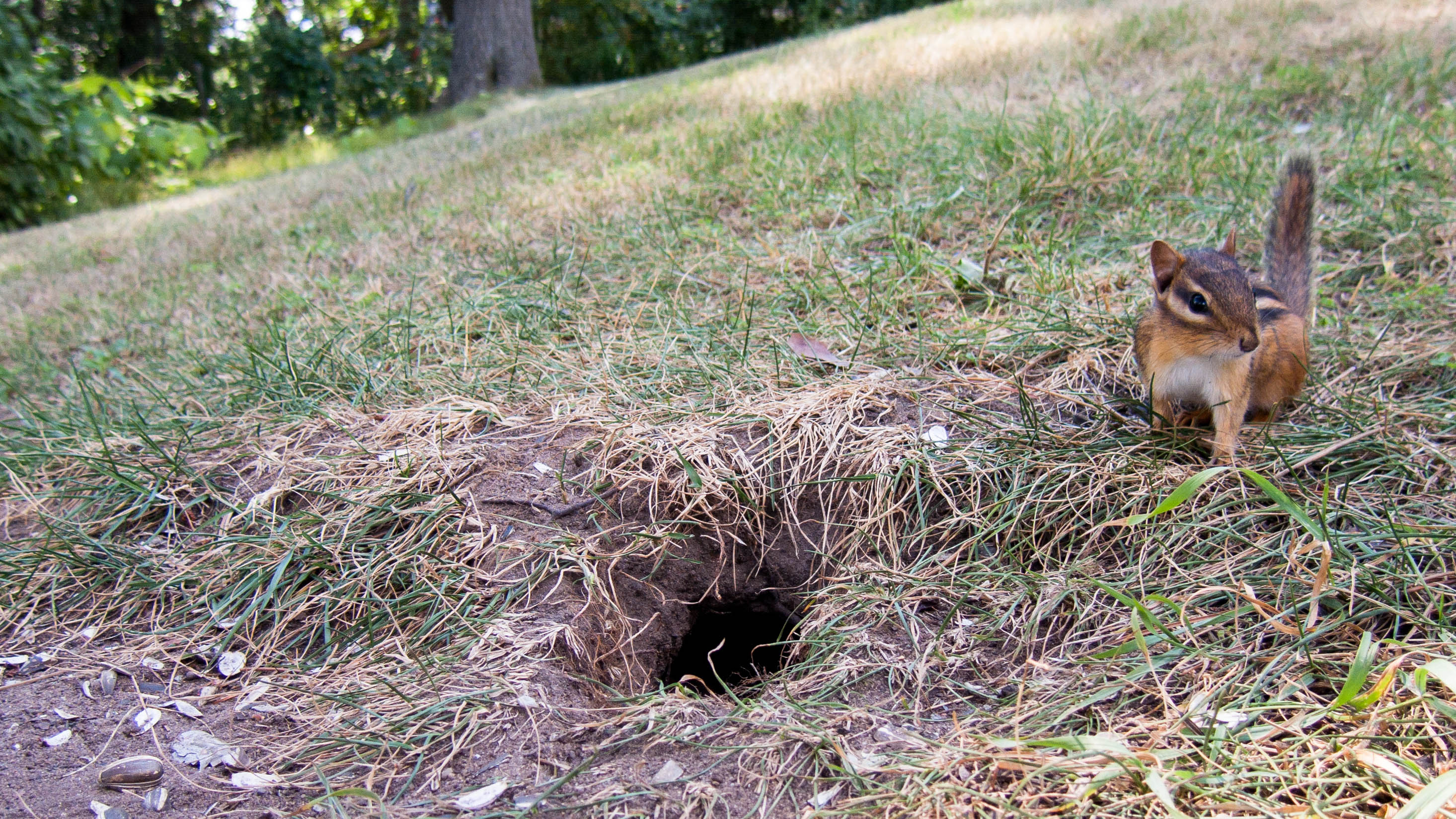 Squirrel next to its hole in the ground