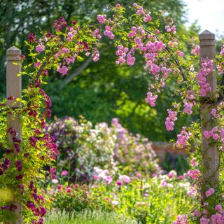 A garden arch covered in pink roses