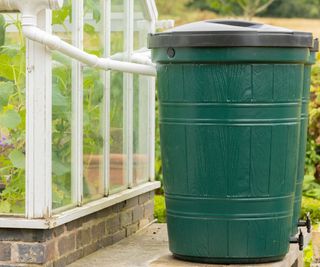 Green plastic rain barrel attached to a greenhouse