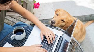 Dog watching owner research the best pet insurance on laptop