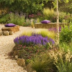 Drought tolerant plants and a gravel path with purple pillows on benches 