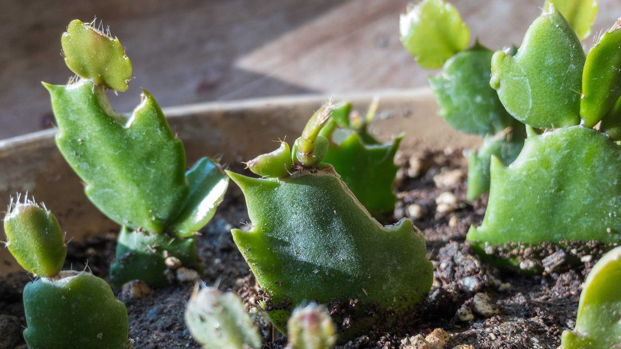 Christmas cactus cuttings in soil