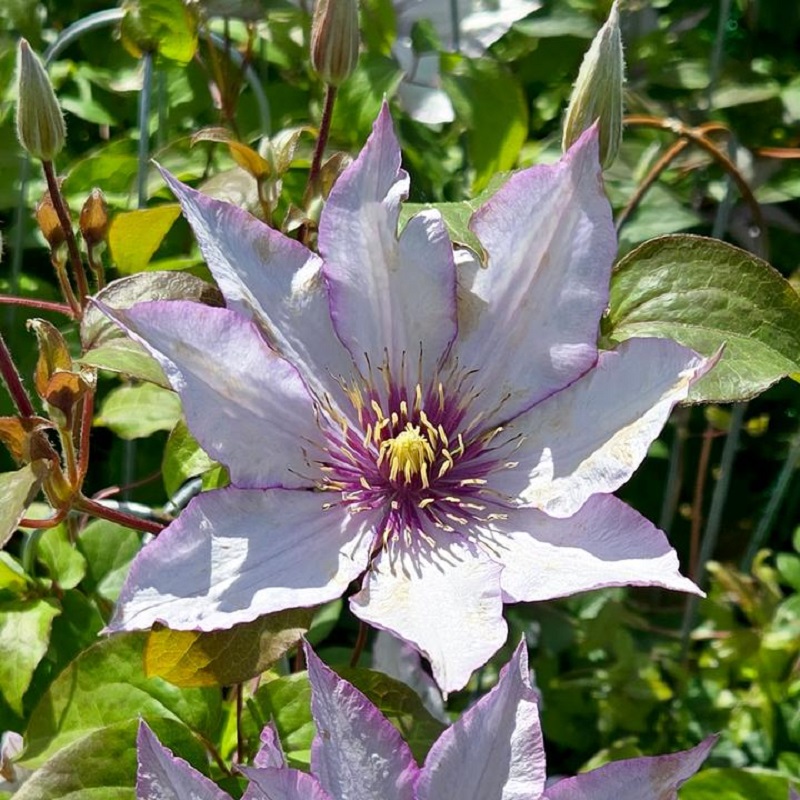 Samaritan Jo&amp;trade; Clematis