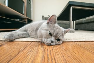 Cat bored lying on a rug