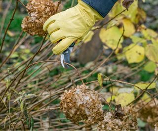 Cut back hydrangea