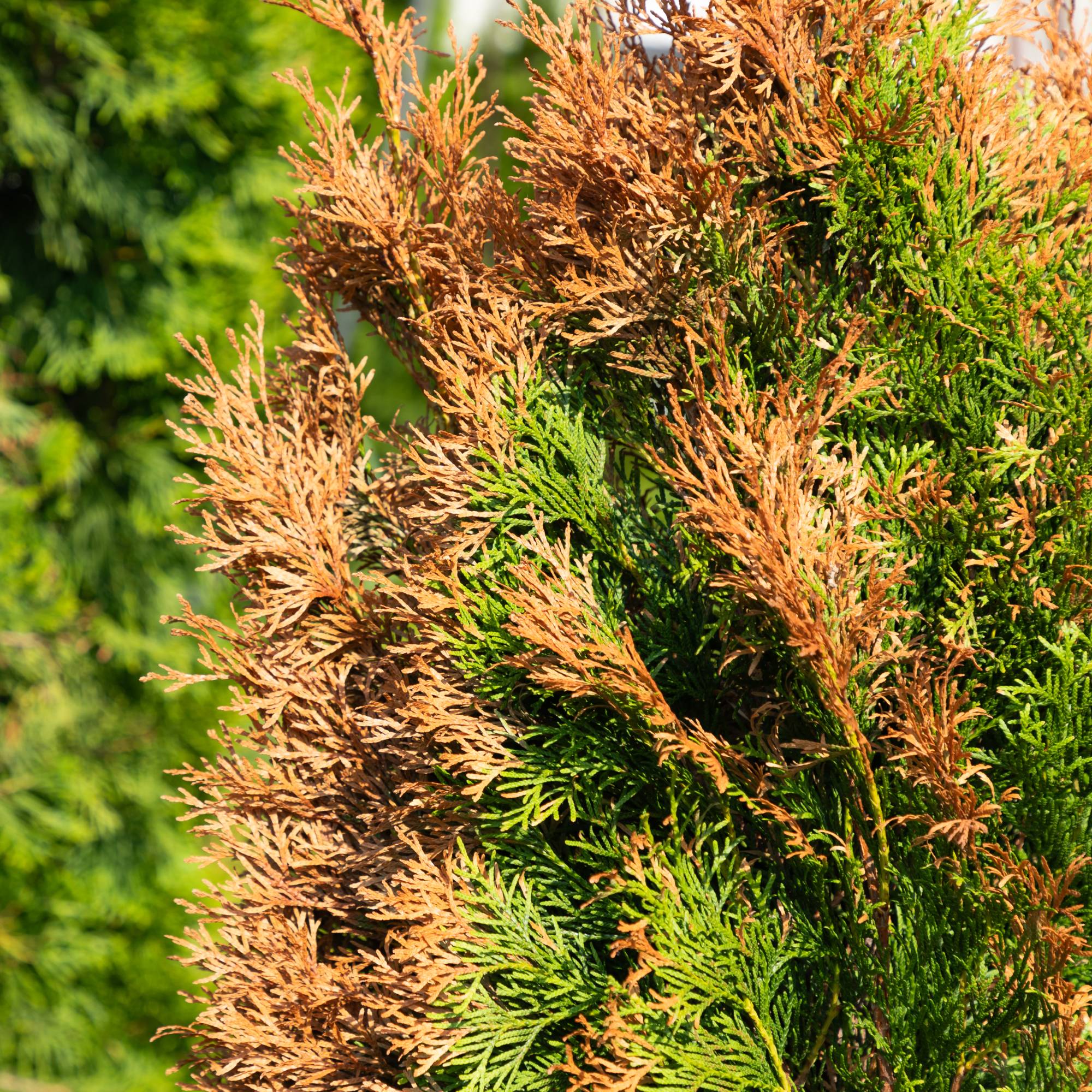 Winter burn on evergreen shrub