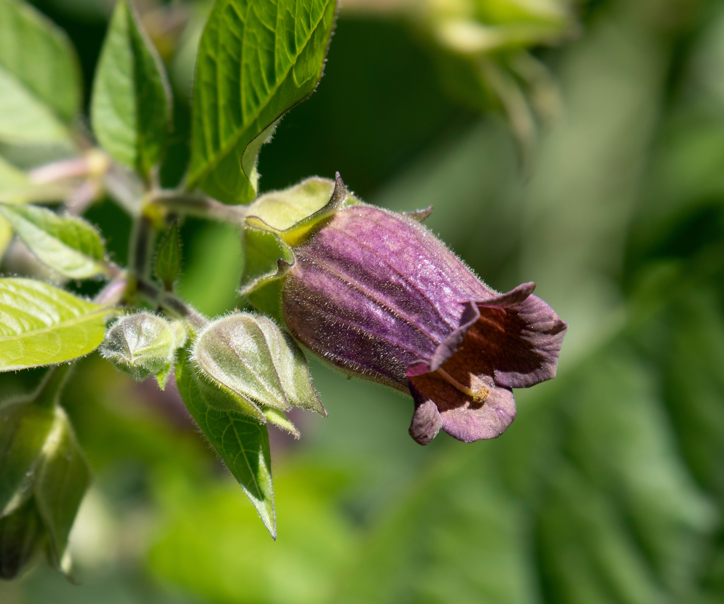 Purple Belladonna flower outdoors close up in springtime