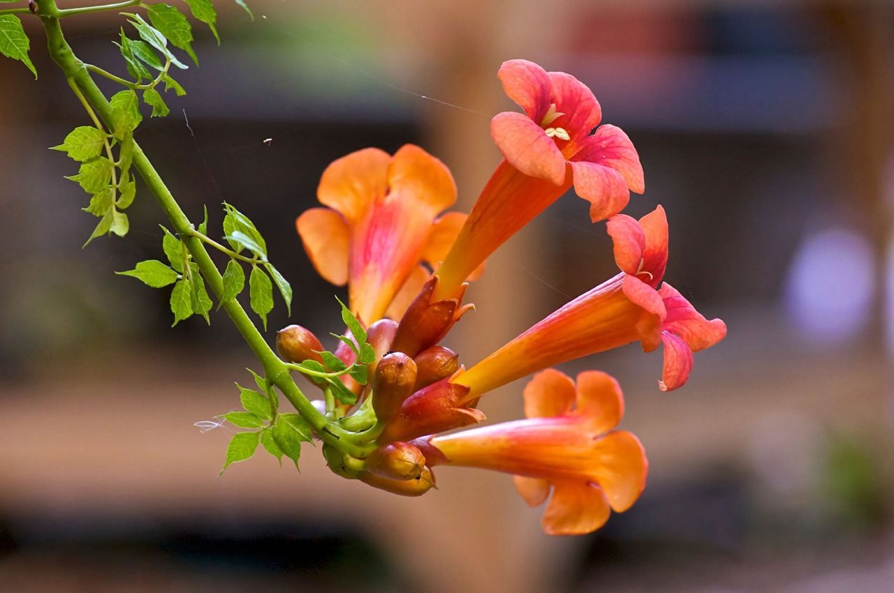 Pink-Orange Flowered Trumpet Vines