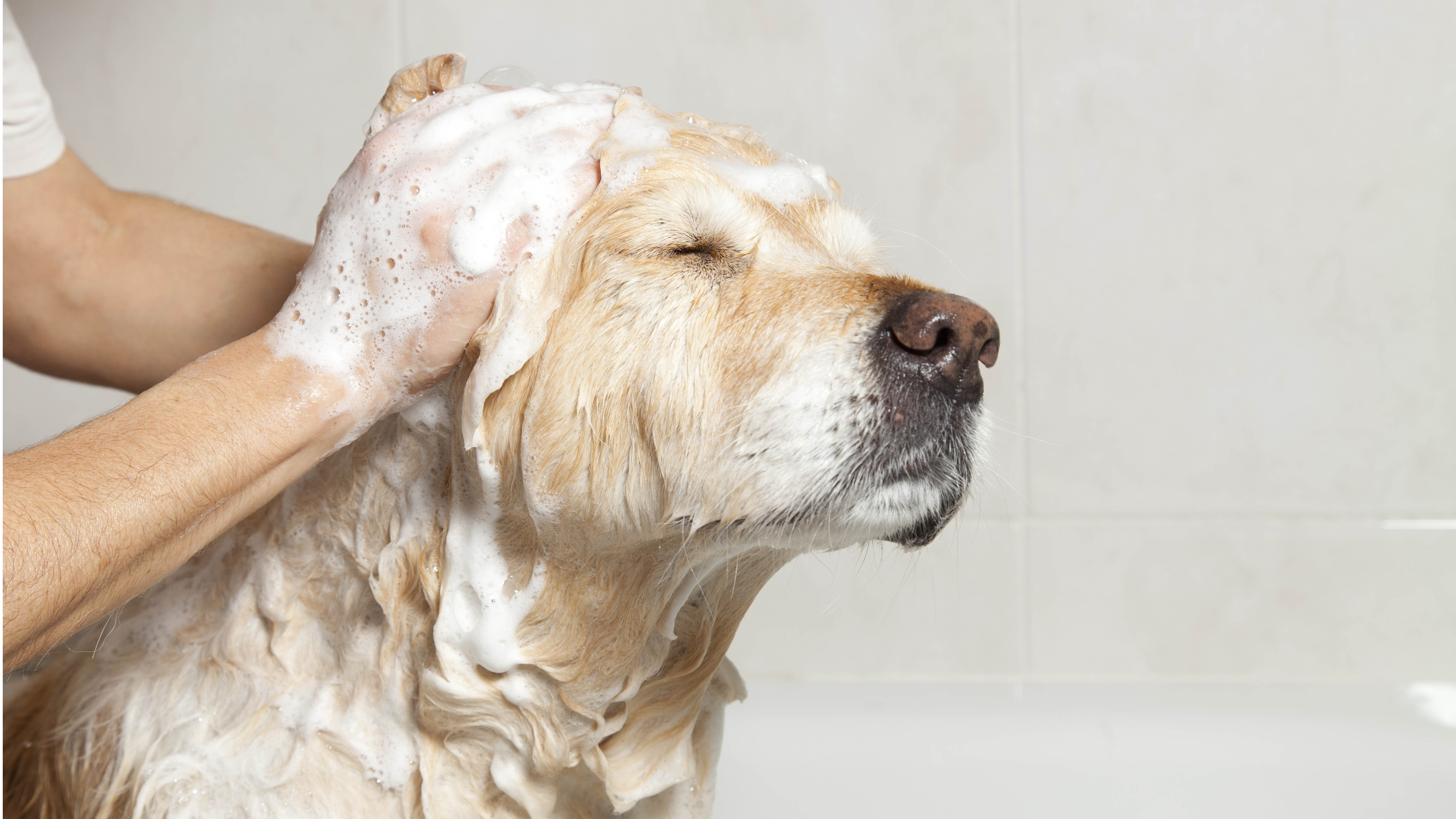 A dog taking a bath with soap
