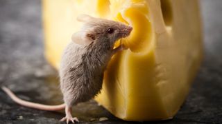 Little brown mouse next to a huge piece of swiss cheese