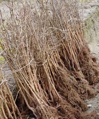 Bundles of Crataegus monogyna, Hawthorn trees for hedging, bare rooted