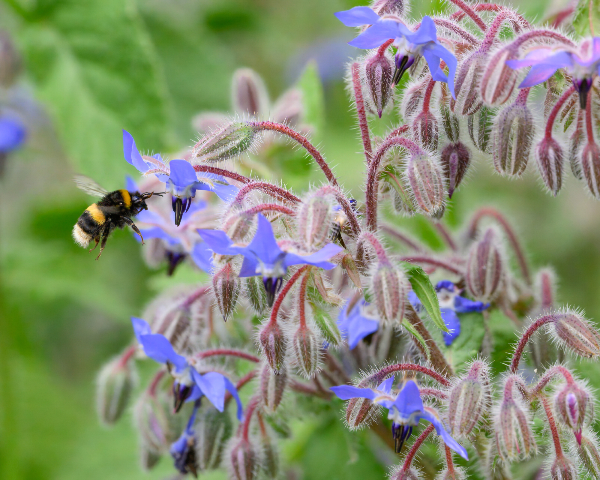 Bee pollinating flowering borage herb