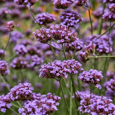 Vanity Verbena Seeds