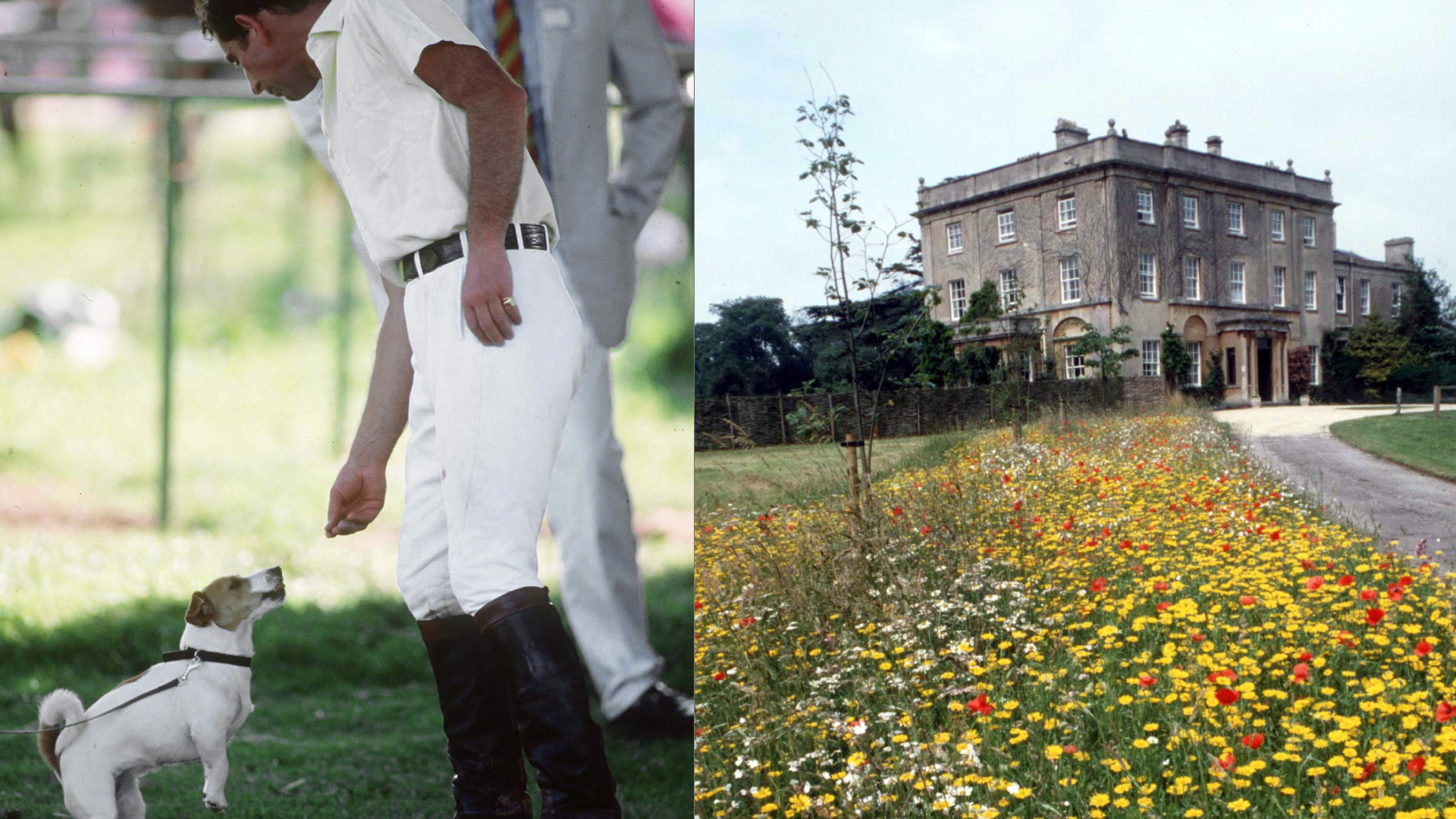 King Charles and his dog, Tigga at a polo match and a photo of Highgrove House's wildflower garden