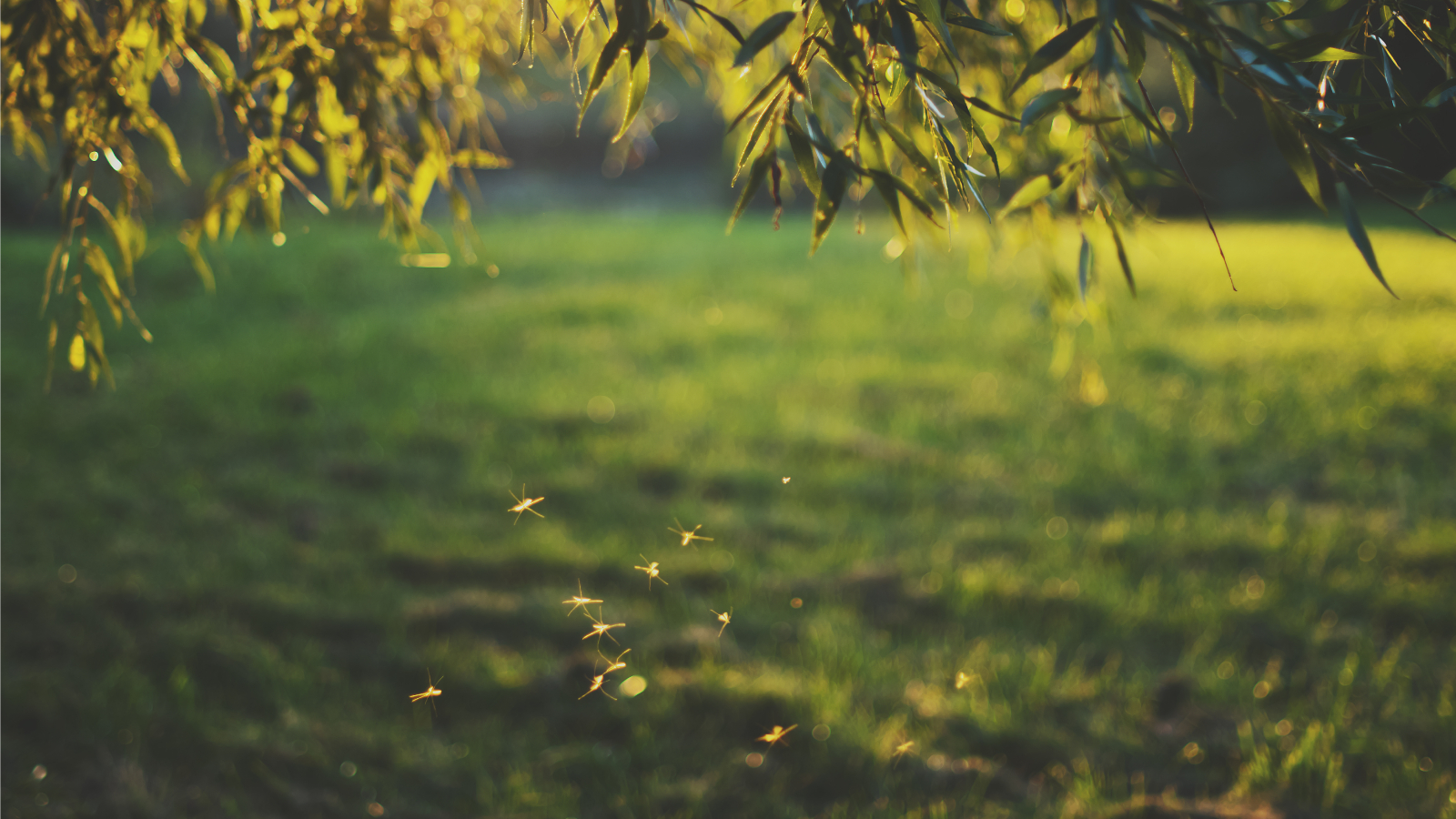 Plants that attract mosquitoes with mosquitoes flying