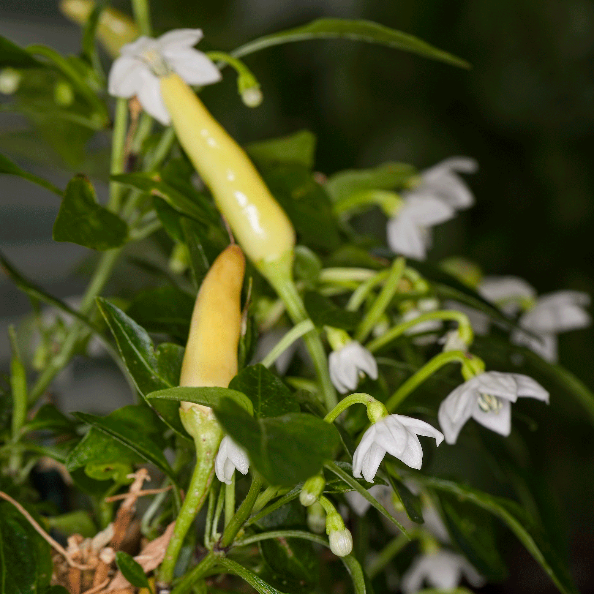 Chillis with white flowers