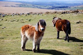 Exmoor pony