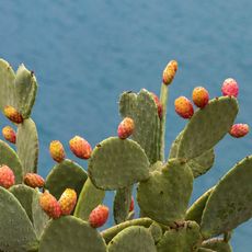 focus on the prickly pear cactus bearing fruits 