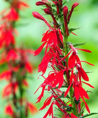 red Lobelia cardinalis flowers