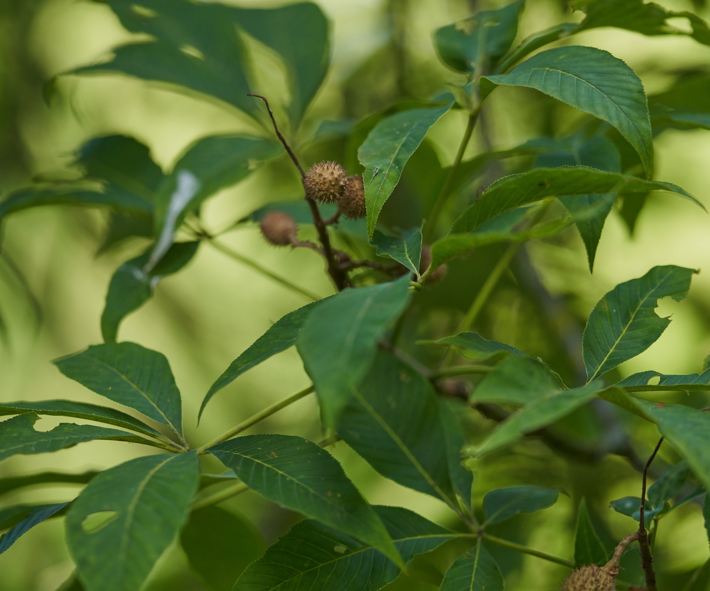 The green foliage and spikey fruit cases of an Ohio buckeye tree