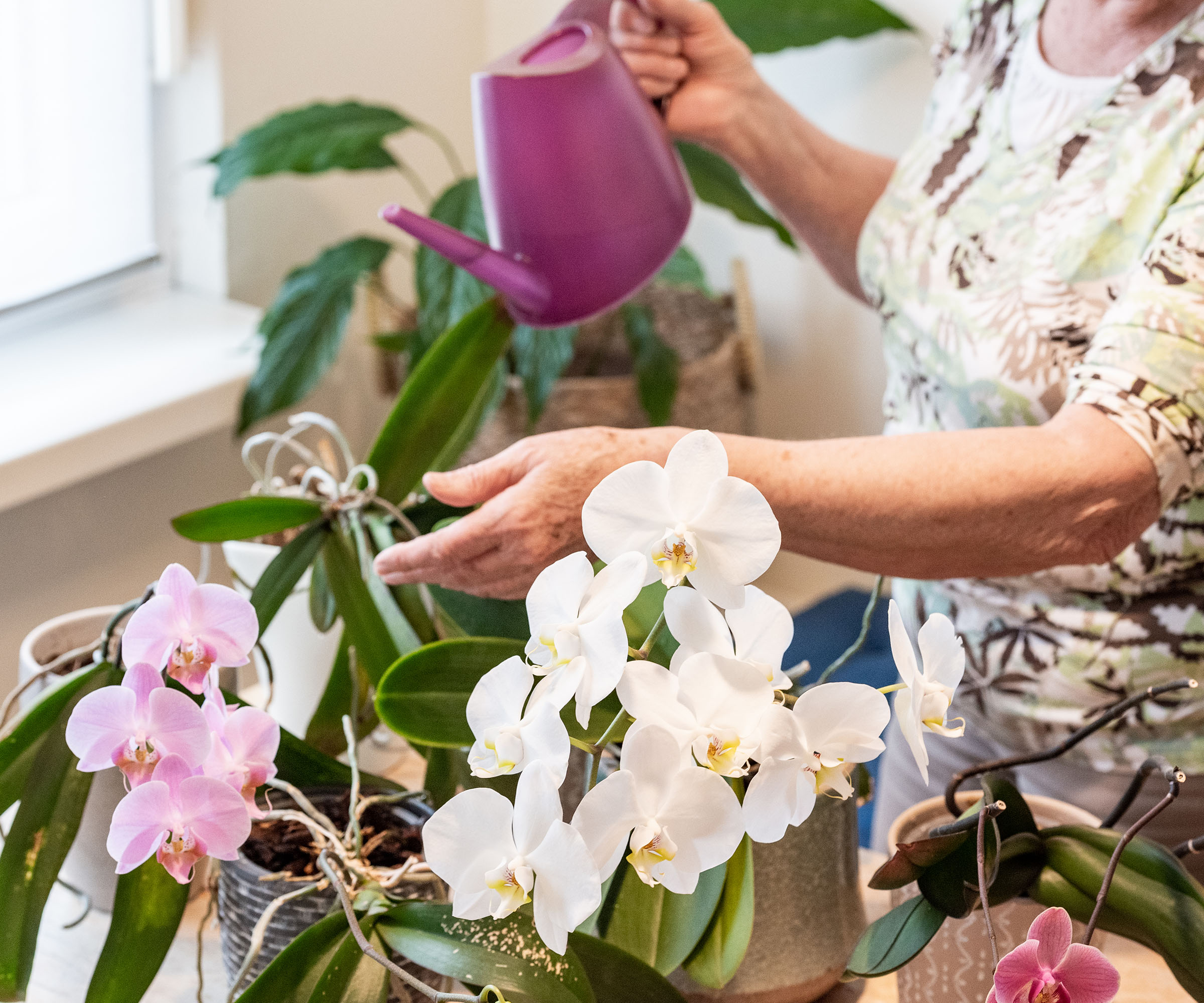 A senior woman waters her orchid plants