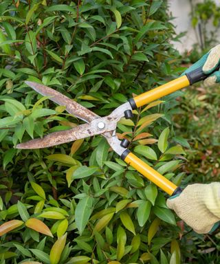 A close-up shot of a bush with dark green leaves, with two light yellow gloved hands cutting leaves with yellow and silver pruners