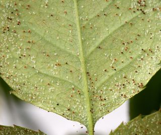 Spider mites and their eggs on the underside of a leaf