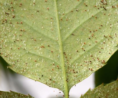 How to get rid of spider mites: to protect your plants | Homes & Gardens