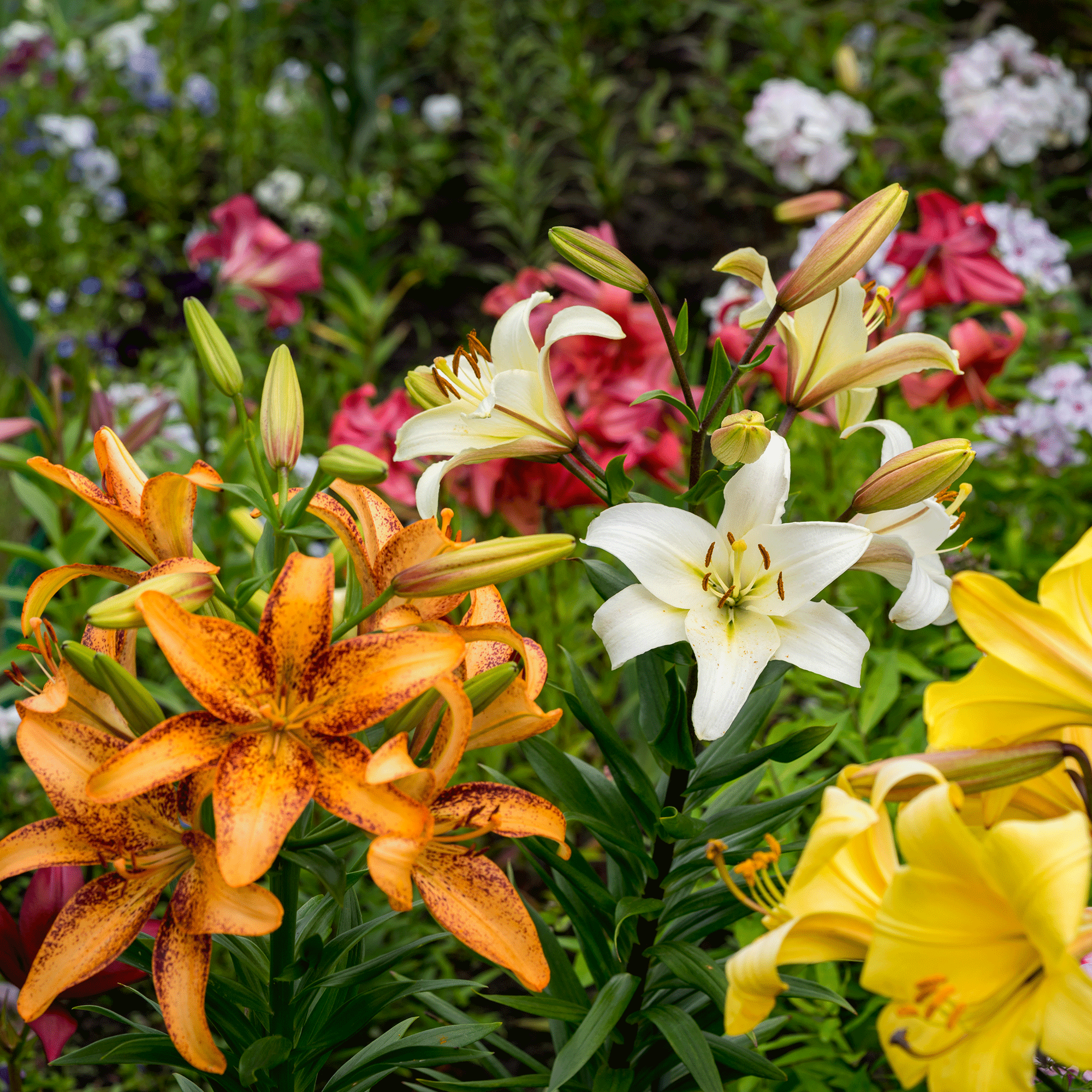 Lillies in garden